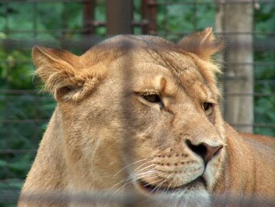 A teljes méretű képhez kattints ide
